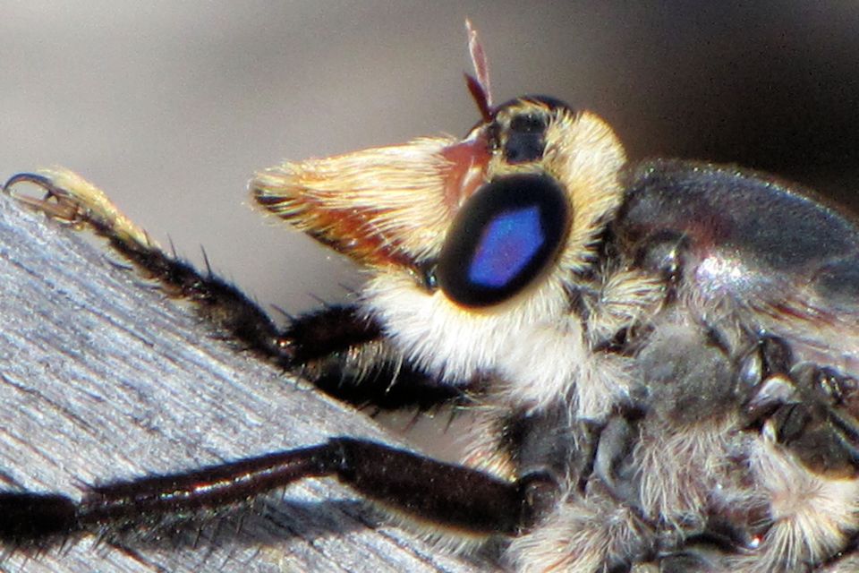 Robber Fly (Phellus piliferus) (Phellus piliferus)